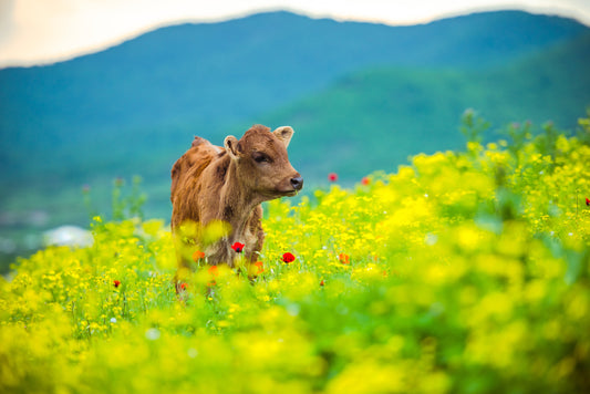 Building a Consistent Feeding Routine for Calves